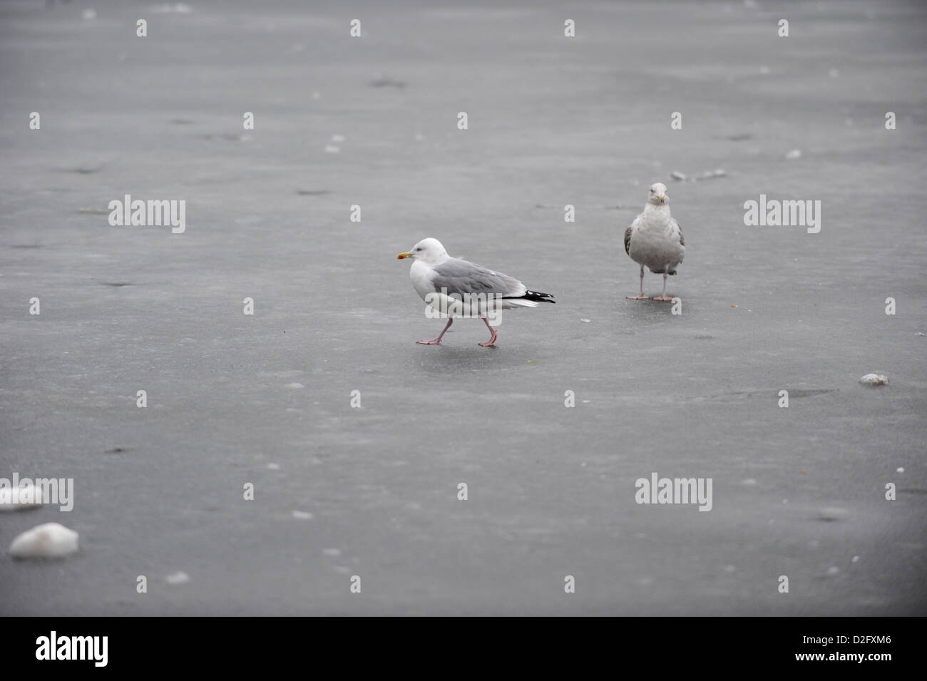 Seagulls walking over Queen's Park's frozen pond Stock Photo