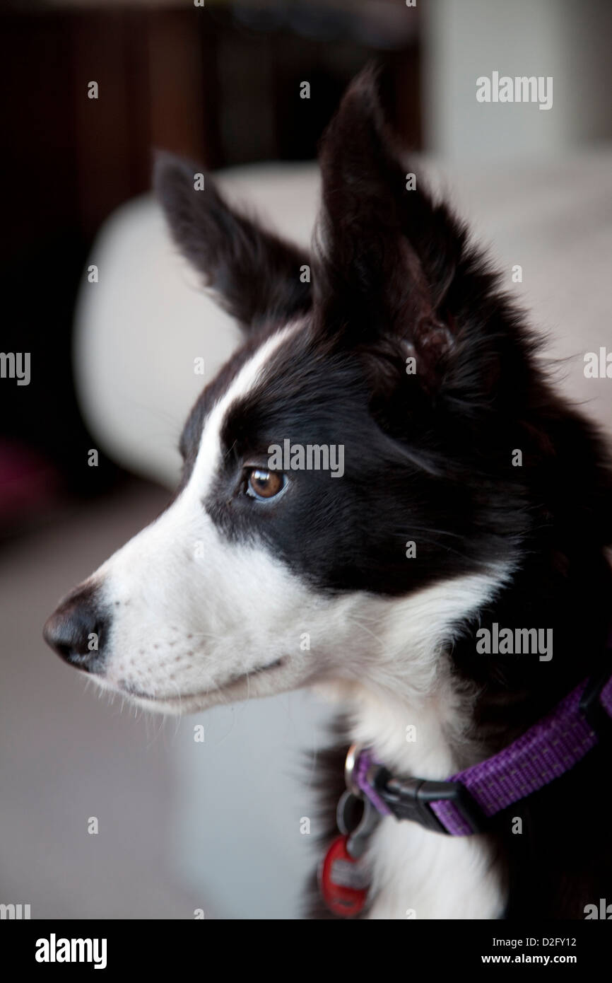 A border collie dog, head and shoulders Stock Photo