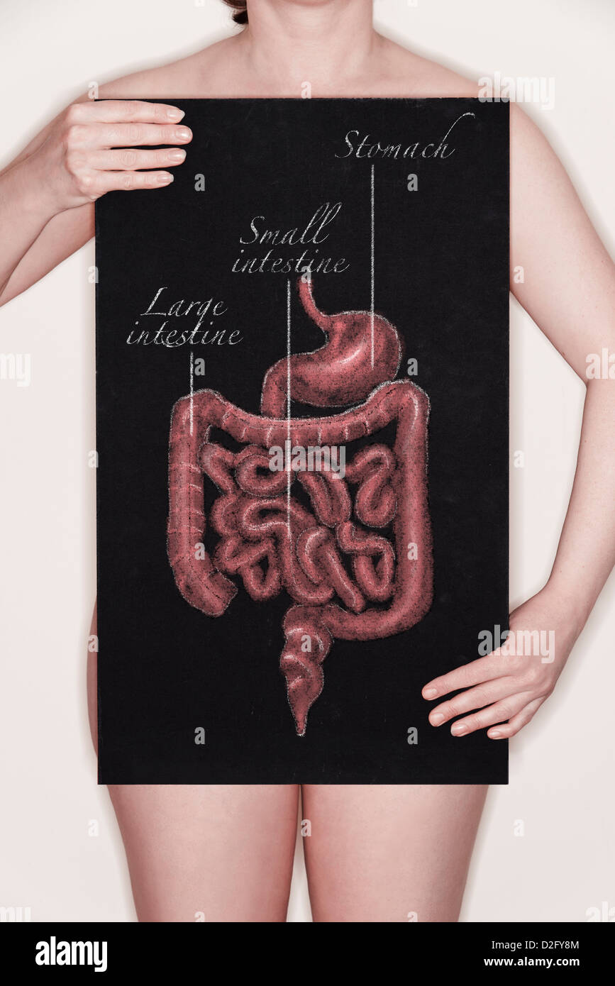Woman holding a blackboard with a diagram / illustration of the human body digestive tract system drawn on it in chalk. Stock Photo