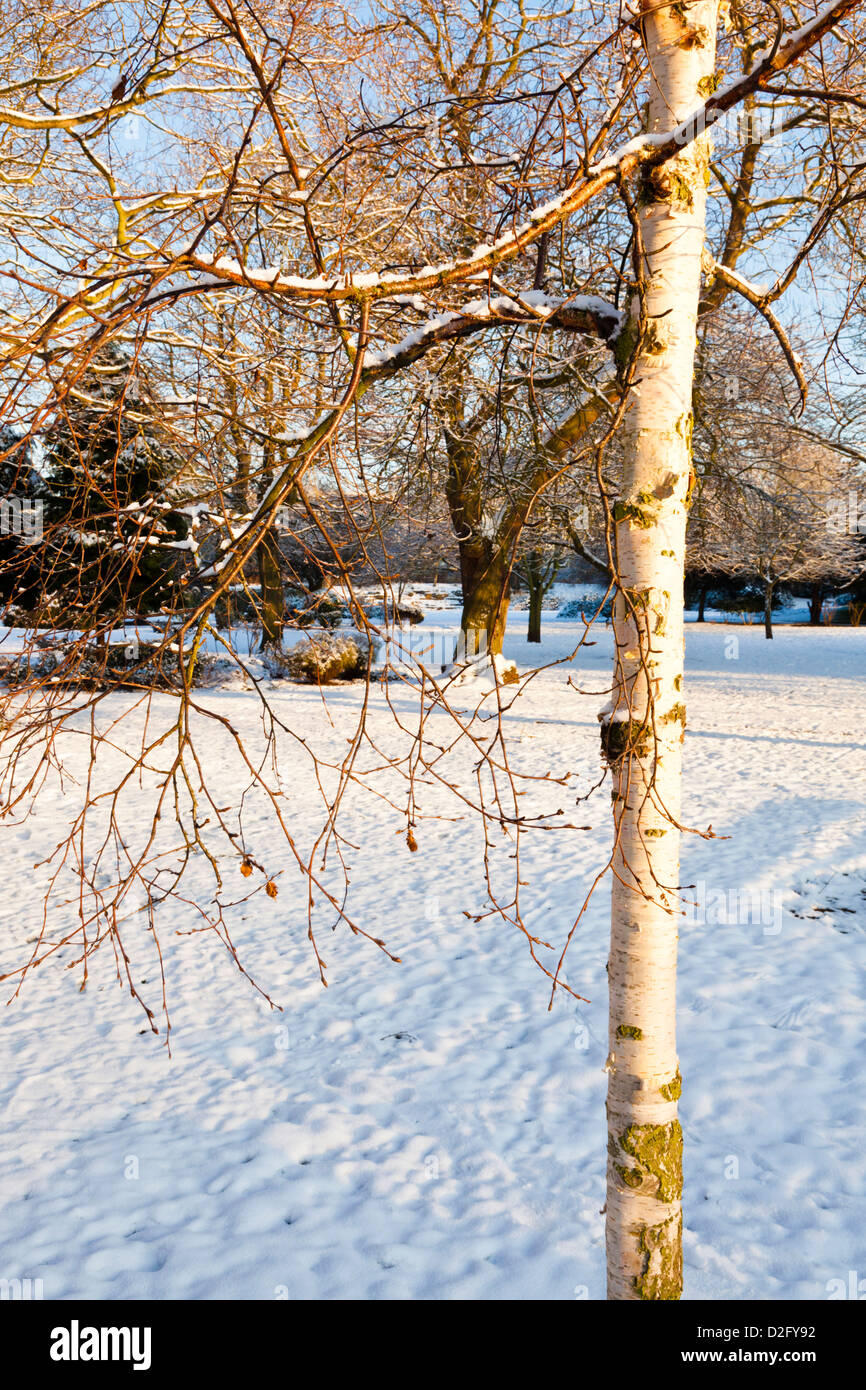 Winter scene with silver birch tree (Betula pendula) in a snow covered landscape, Nottinghamshire, England, UK Stock Photo
