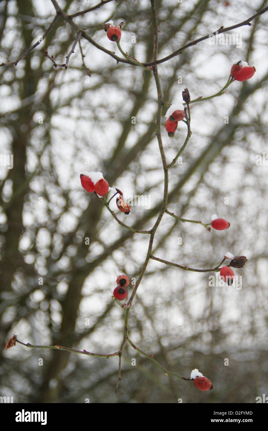 Berries survive the winter cold Stock Photo Alamy