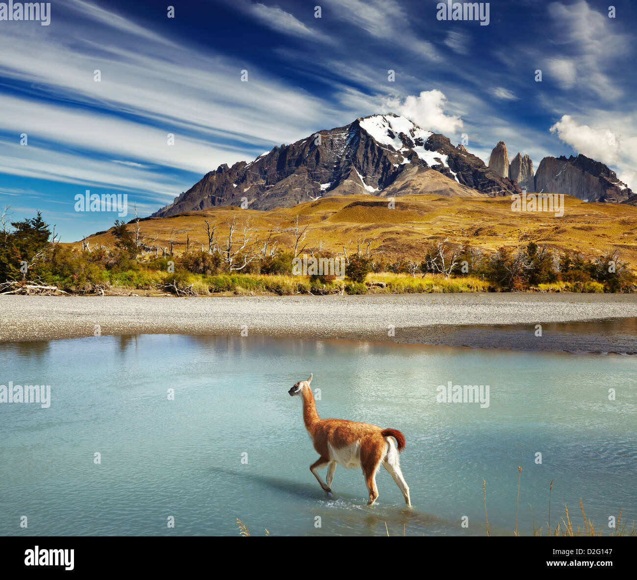 Guanaco crossing the river in Torres del Paine National Park, Patagonia, Chile Stock Photo