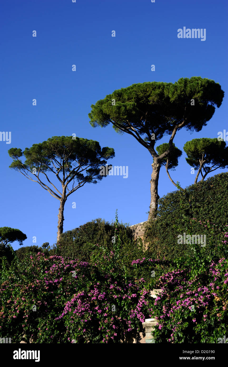 Italy, Rome, Villa Borghese, Pincio, pine trees Stock Photo