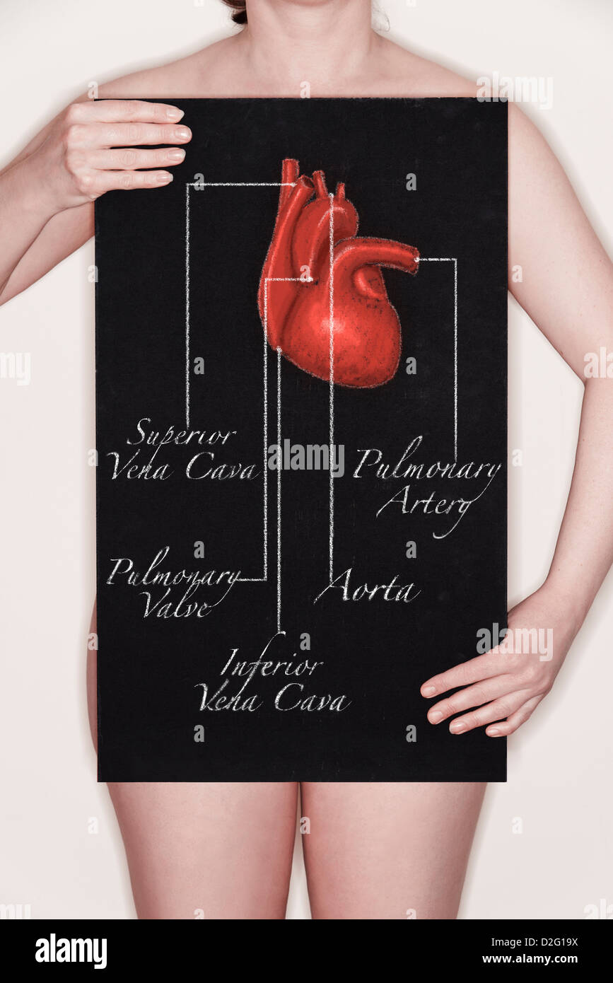 Woman holding a blackboard with a title diagram / illustration of a human body heart drawn on it in chalk Stock Photo
