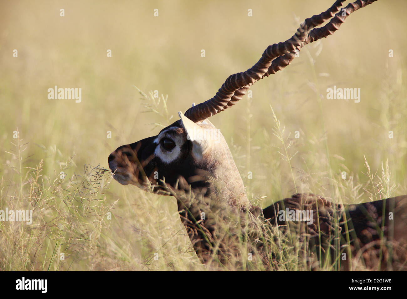 Black buck deer walking in grasslands Stock Photo Alamy