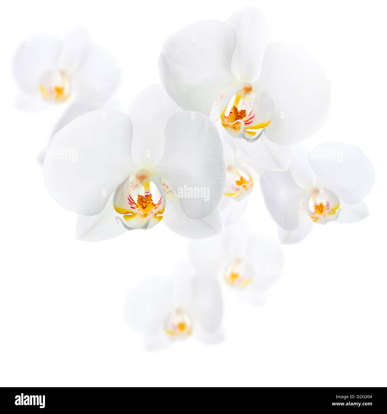 White orchid flowers Phalaenopsis isolated on white background Stock Photo