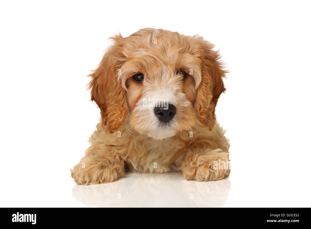 Cavapoo hi-res stock photography and images - Alamy