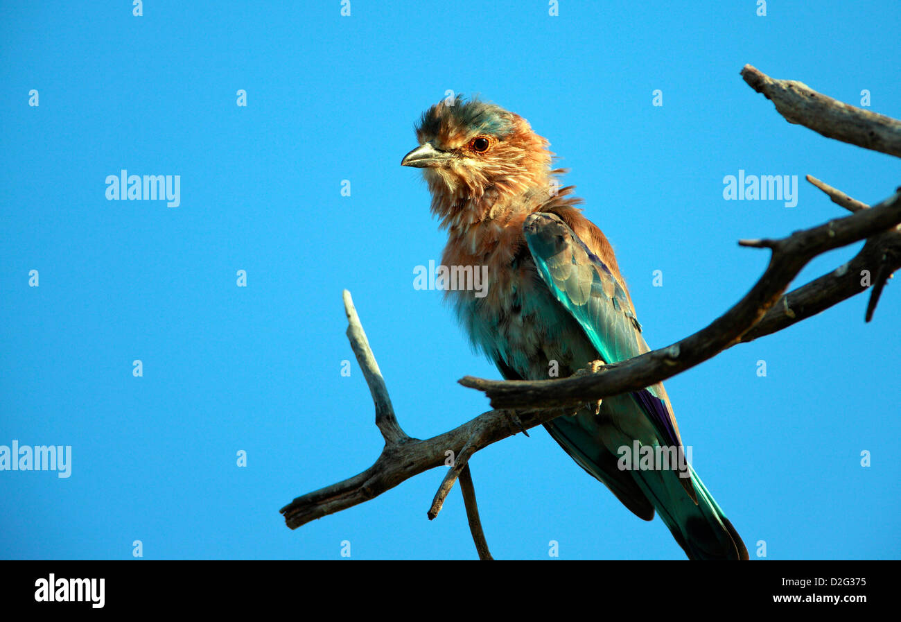 Indian roller blue jay hires stock photography and images Alamy