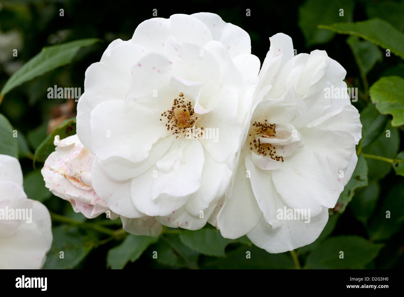 Shrub-Rose 