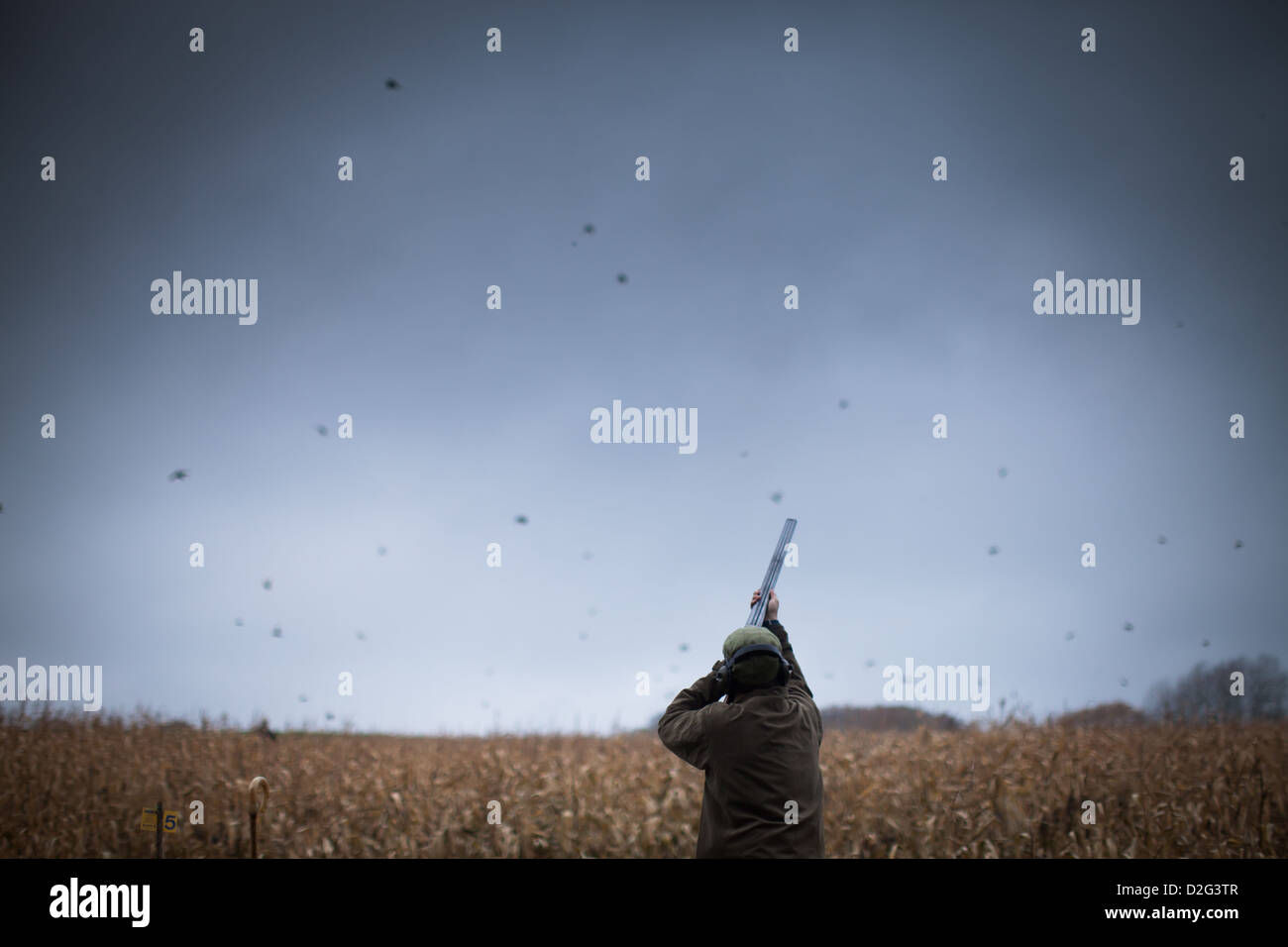 Photo of a male gun shooting at flying pheasants on a game shoot in the UK Stock Photo