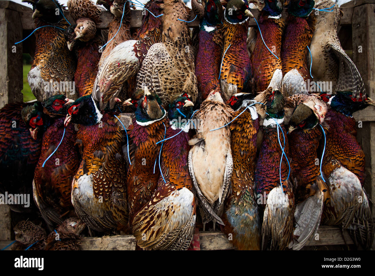 Pheasants hanging Stock Photo