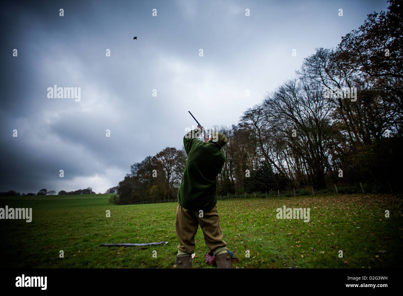 A gun shooting a pheasant at a driven shoot Stock Photo