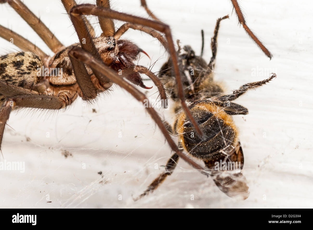 House Spider  v's Honeybee Stock Photo