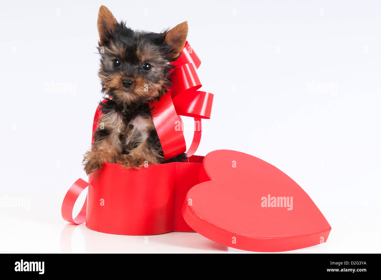 Cute yorkie puppy in a heart shaped gift box. Stock Photo
