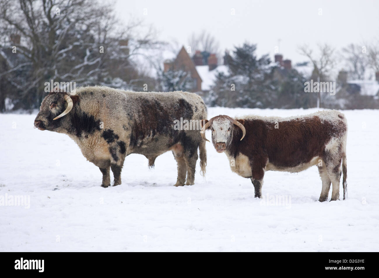 English Longhorn Cow and Calf Stood in a Snow covered Field in