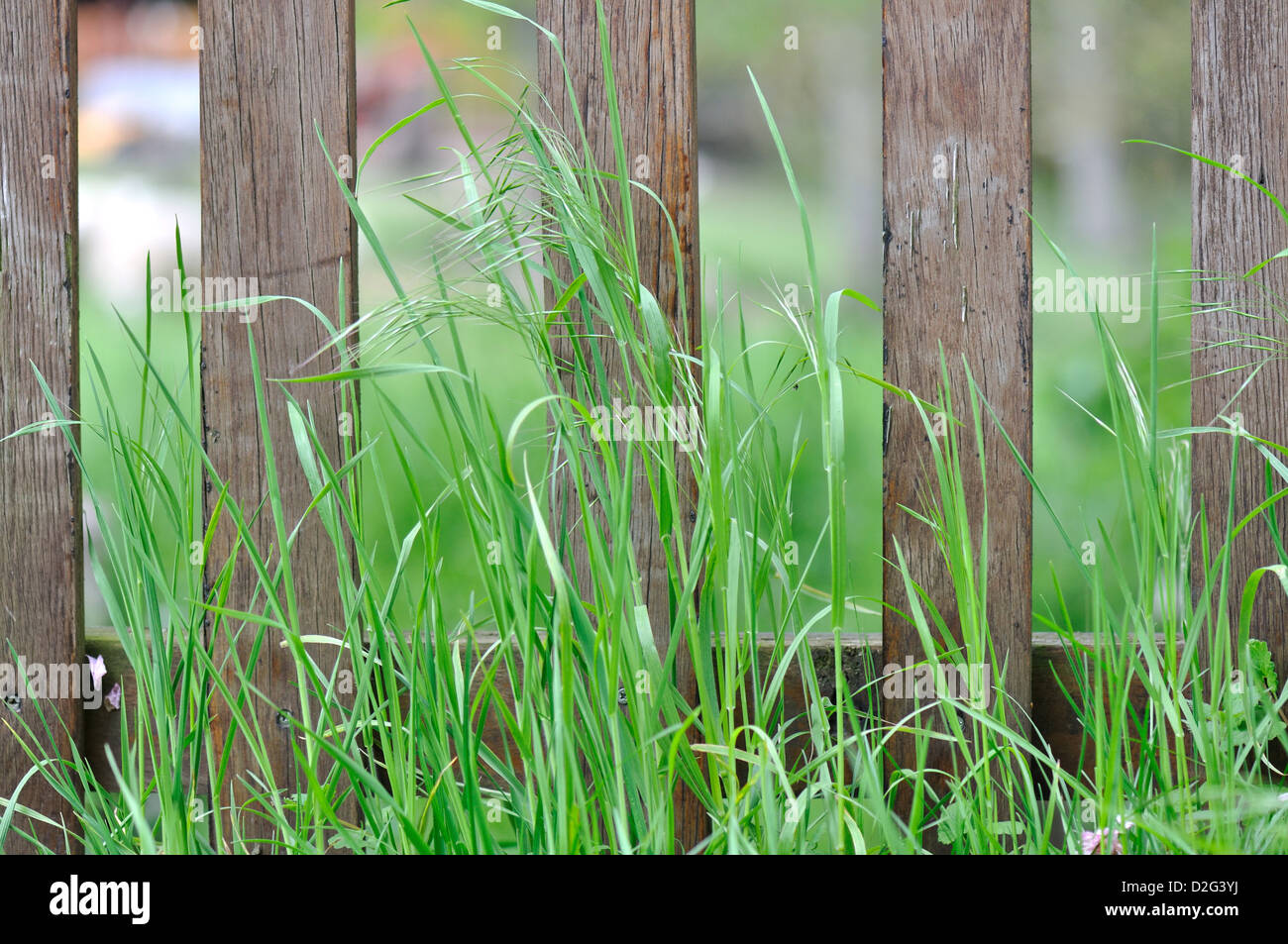 wooden fence in the high grass Stock Photo - Alamy