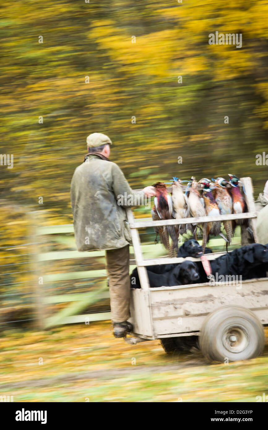 The shot pheasant are driven back to the farm. Stock Photo