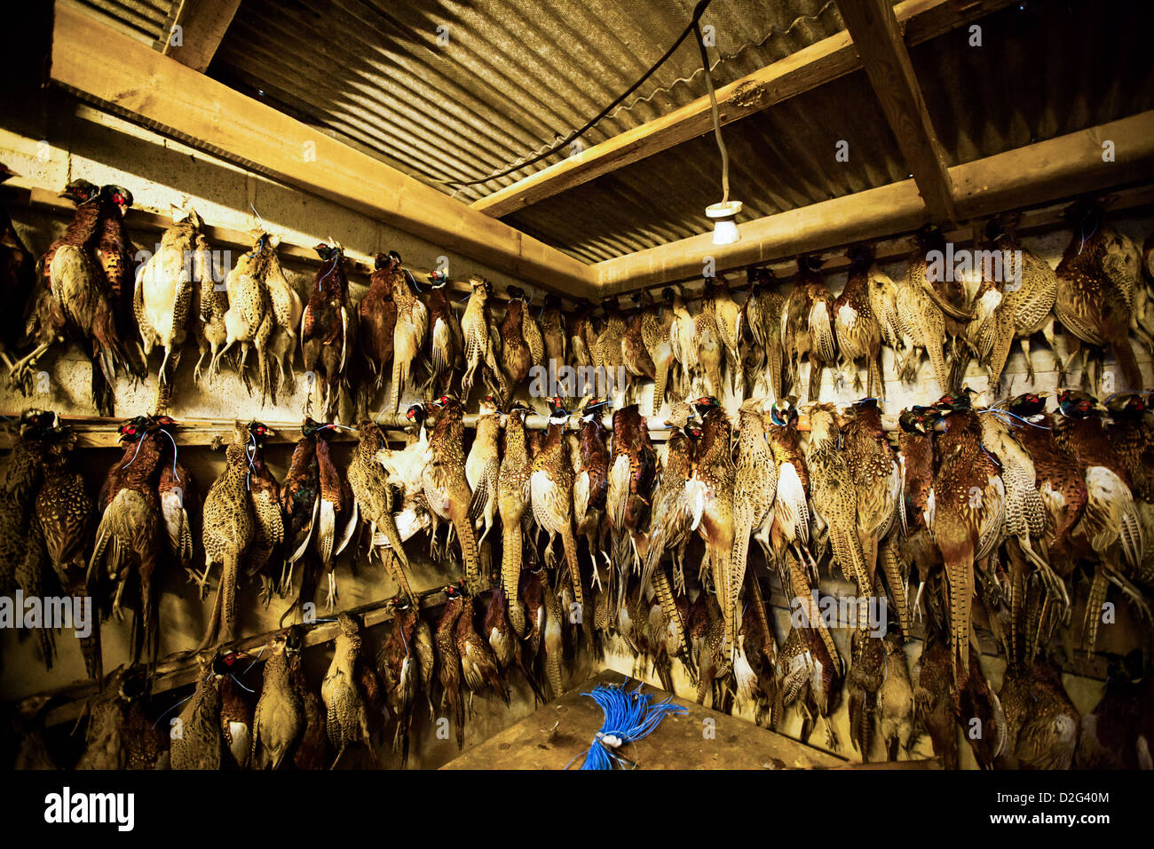 Shot Pheasants hanging at the end of a shoot. Stock Photo