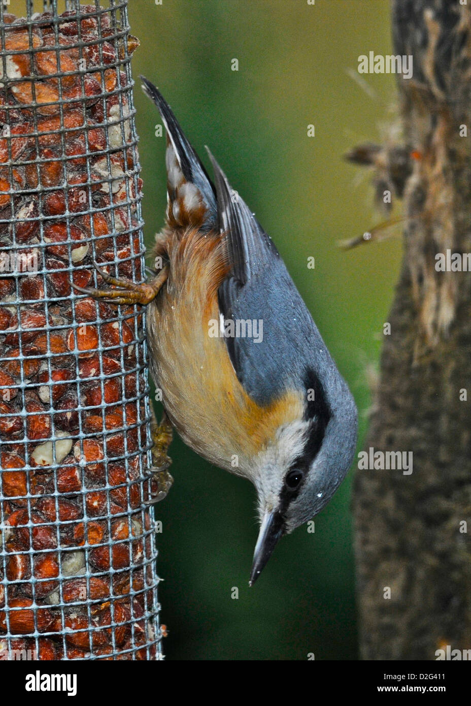 Nuthatch (Sitta europaea) This is the only species of nuthatch in the UK. Stock Photo