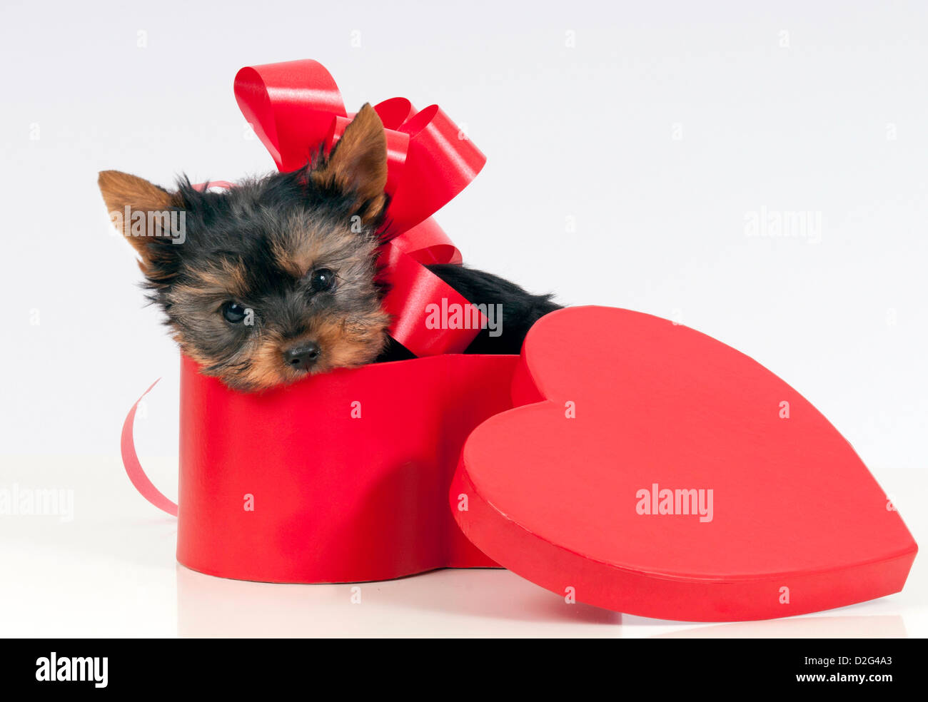Cute yorkie puppy in a heart shaped gift box. Stock Photo