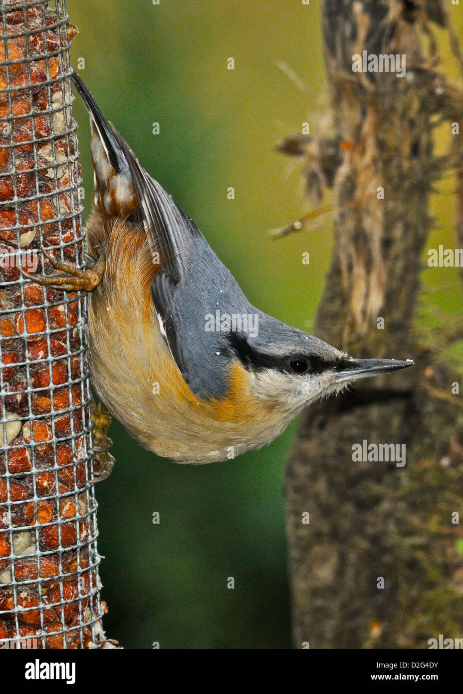 Nuthatch (Sitta europaea) This is the only species of nuthatch in the UK. Unlike woodpeckers and treecreepers, they descend tree trunks headfirst. Stock Photo