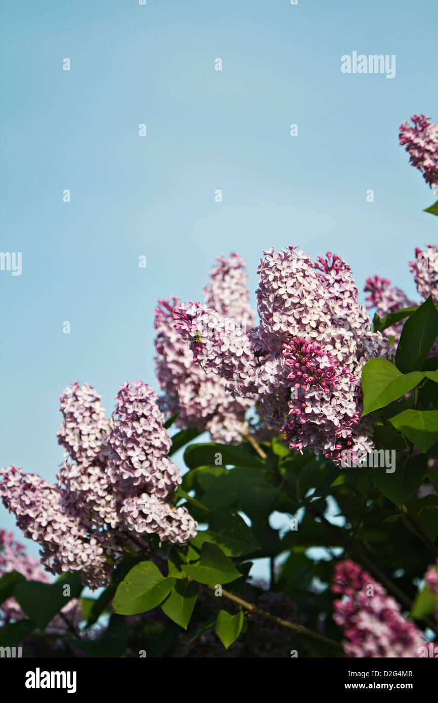 Lilac (Syringa) Stock Photo