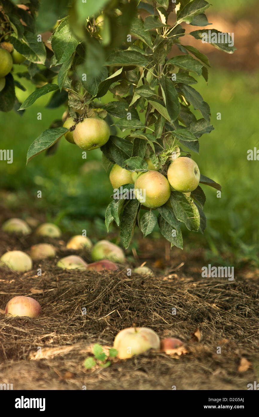 apple tree (Malus) Stock Photo