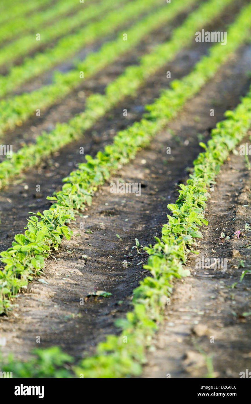 soya bean field Stock Photo
