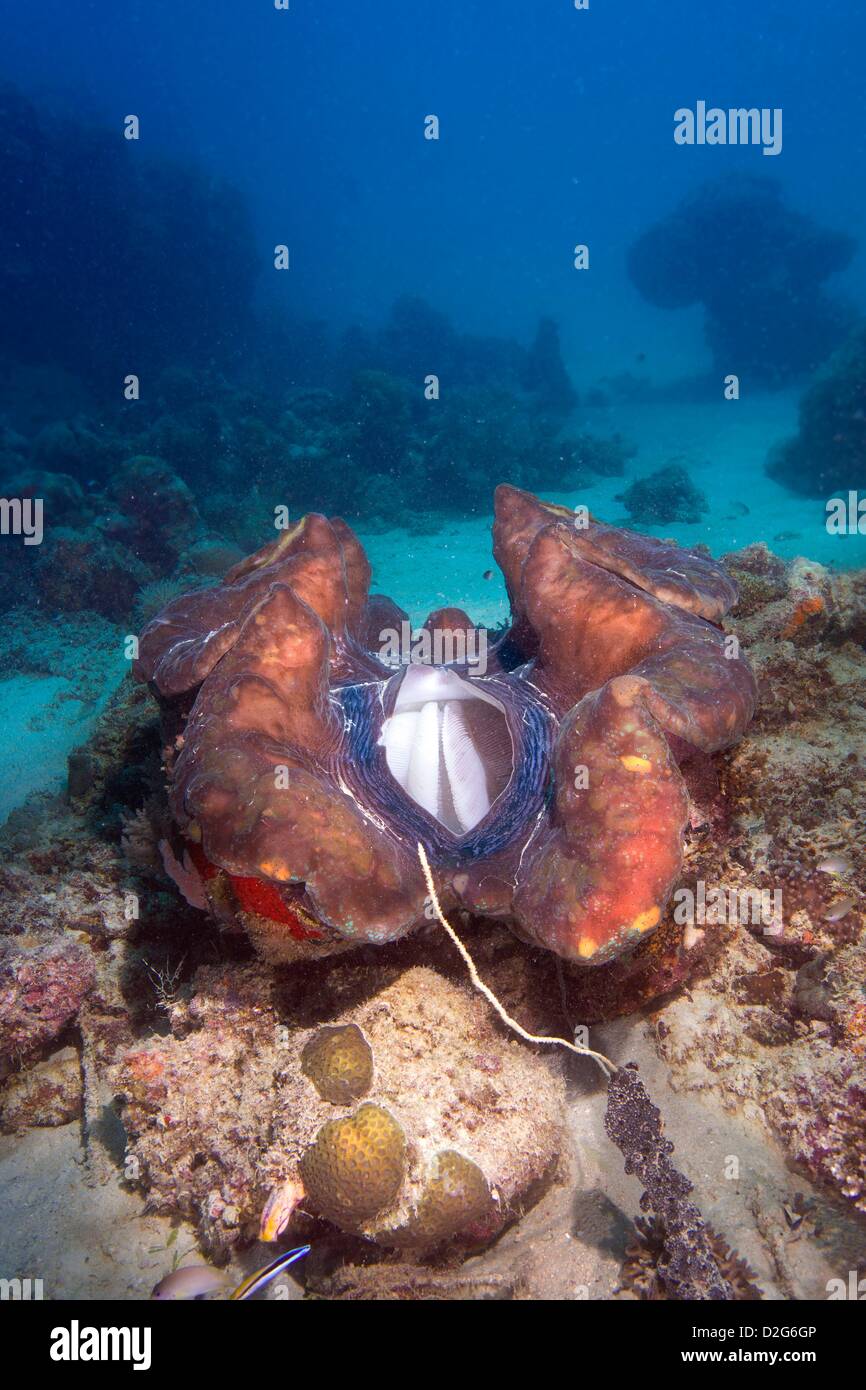 Respiratory system for filtering seawater from a  Big giant clam, Tridacna maxima, Australia, Pacific Stock Photo
