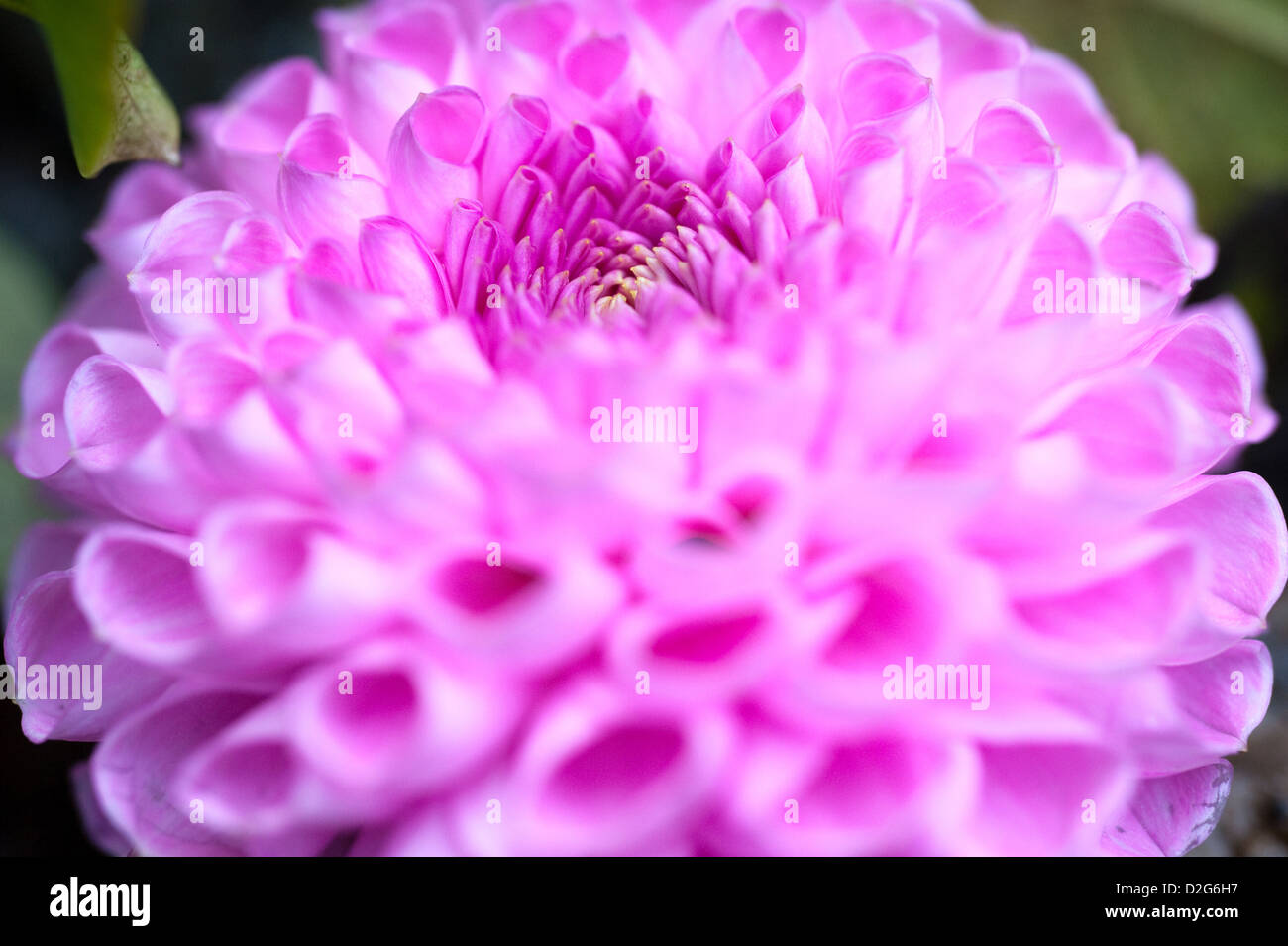 Berlin, Germany, a pink Dahlienbluete Stock Photo