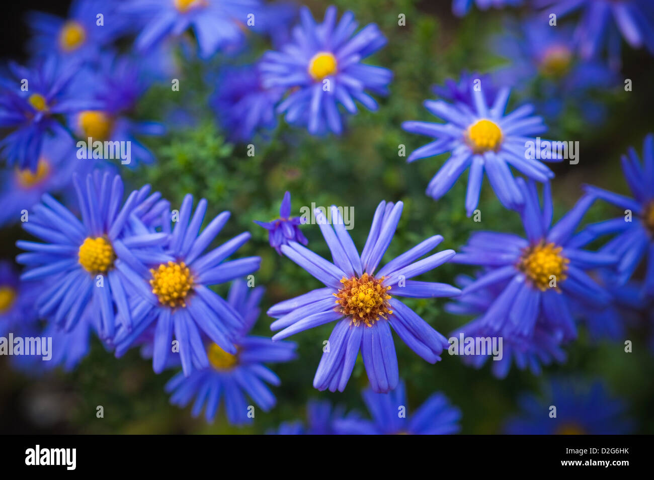 Berlin, Germany, blue small blue term Herbstaster Stock Photo