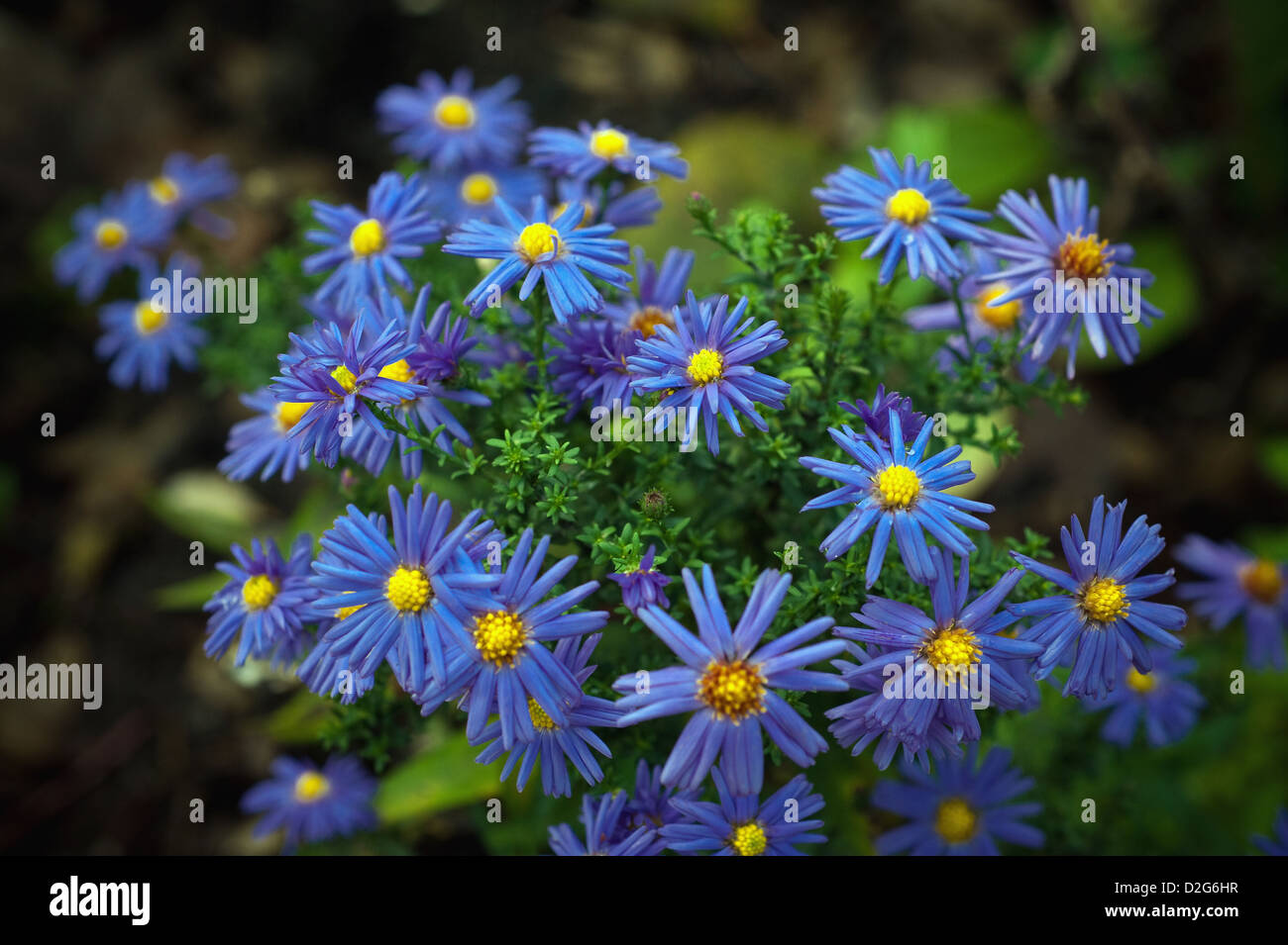 Berlin, Germany, blue small blue term Herbstaster Stock Photo