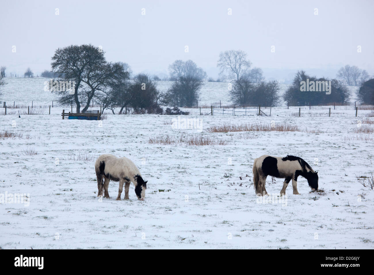 Horses Feeding in field of snow Stock Photo