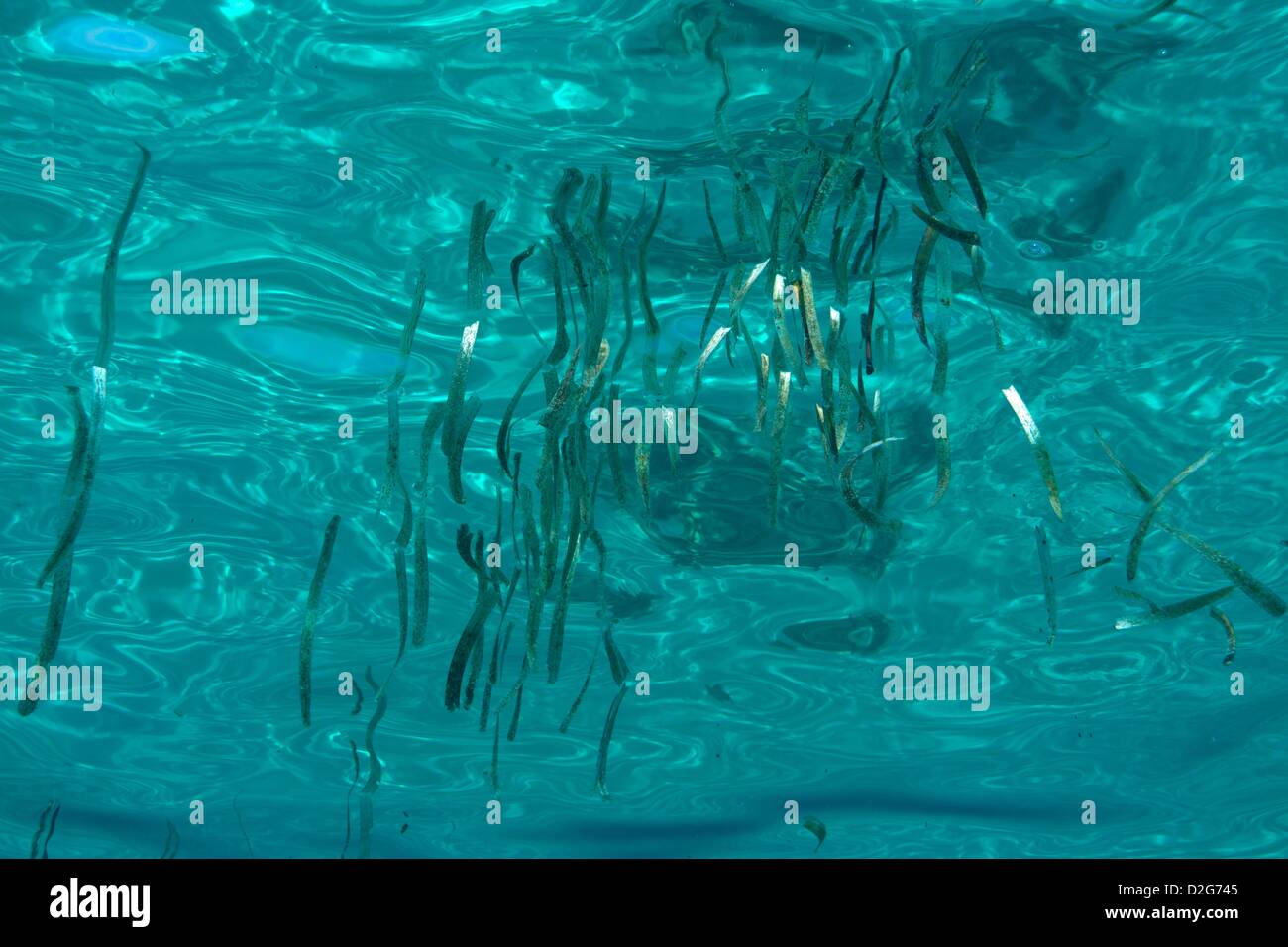 Seaweed floating at the water surface, seaweed is often used as hiding for juveniles Australia, Pacific Stock Photo