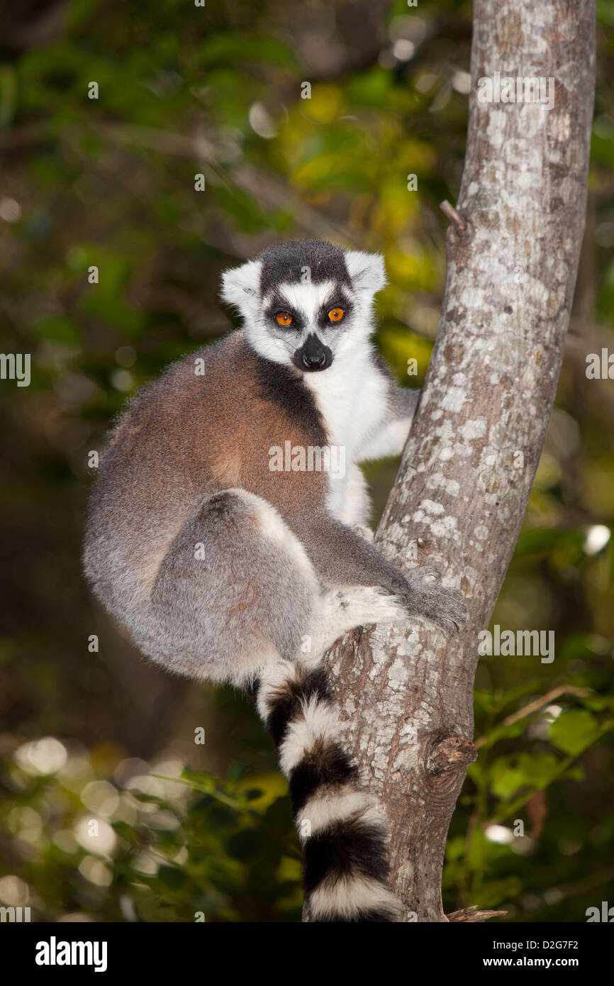 Madagascar, Ambalavao, Reserve d’Anja, Ringtailed Lemur, Lemur catta sitting in tree Stock Photo