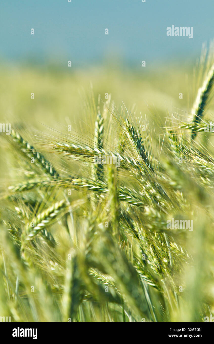 Barley (Hordeum vulgare) Stock Photo