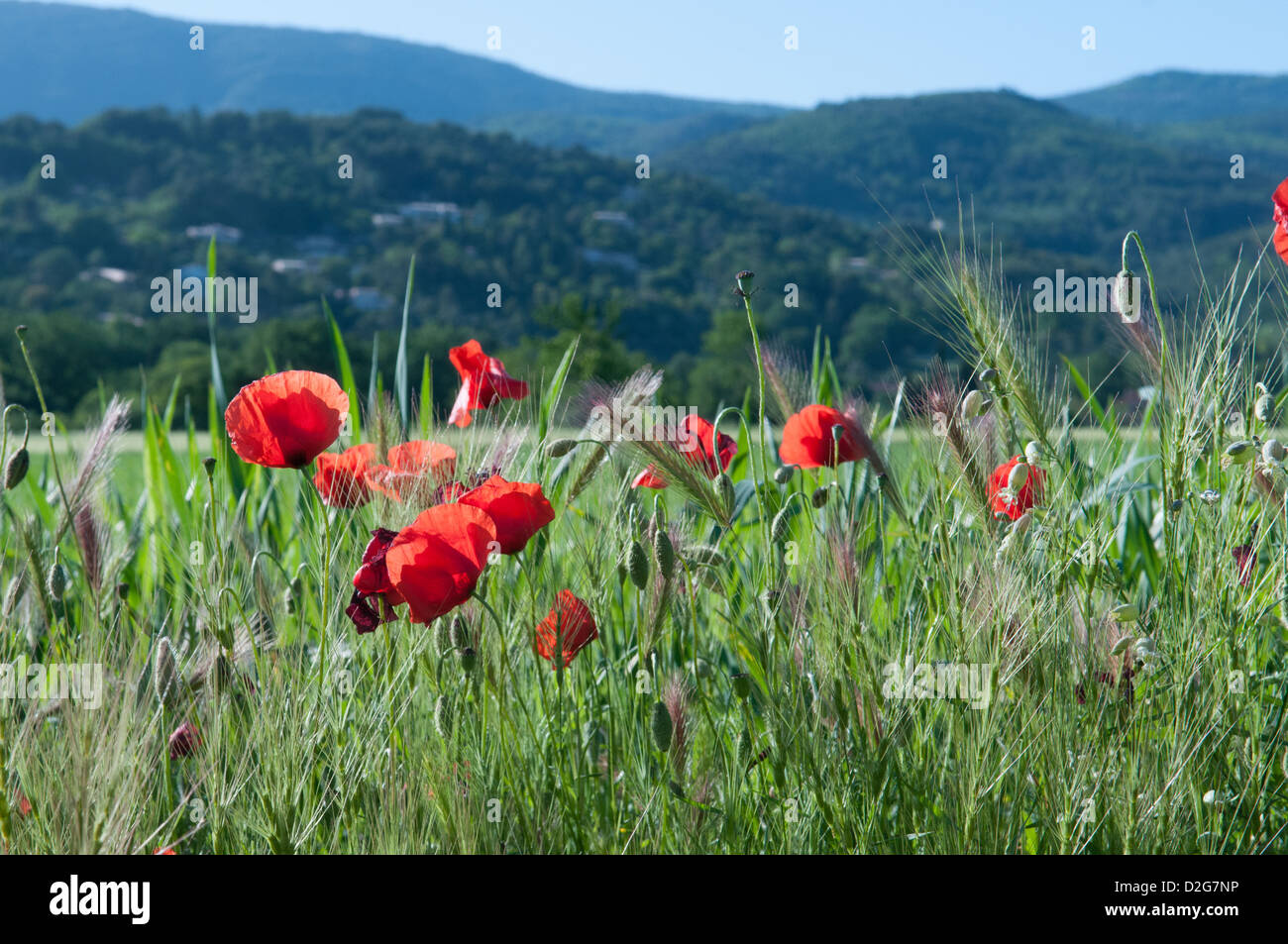 Blue poppies france hi-res stock photography and images - Alamy