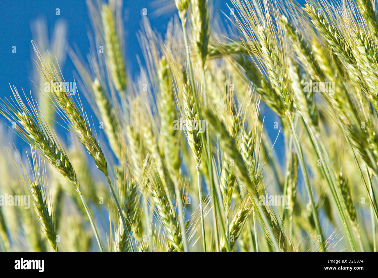 wheat ears (Triticum) Stock Photo