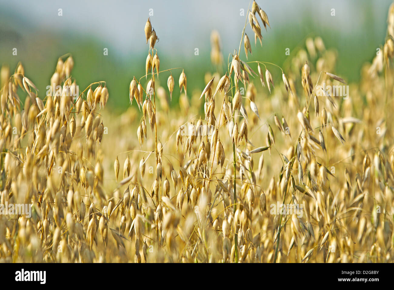 common oat (Avena sativa) Stock Photo