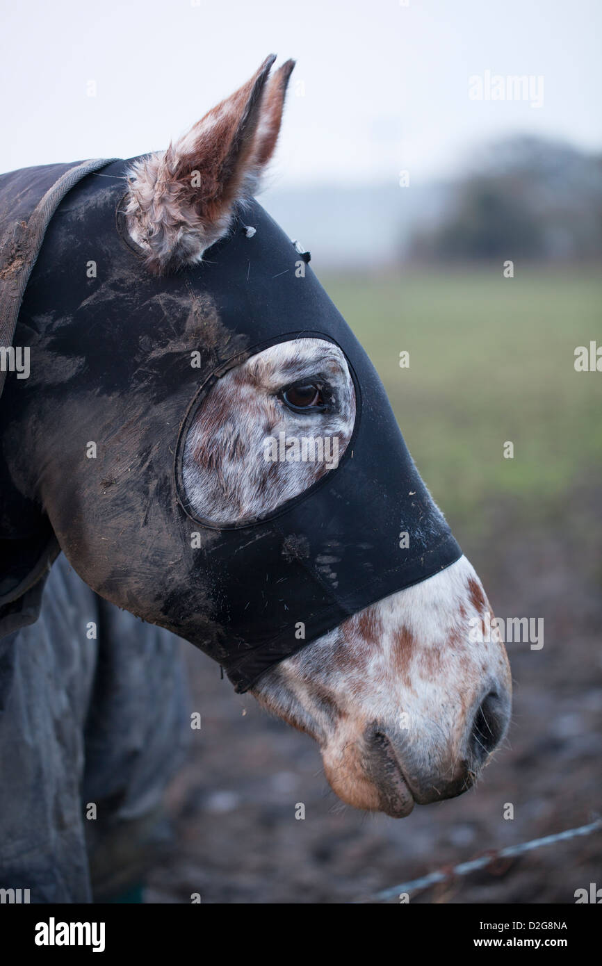 Horse wearing cold weather balaclava Stock Photo