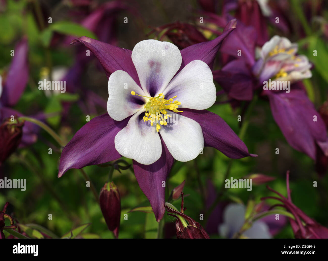 Colorado Blue Columbine, Aquilegia caerulea 'Swan Lavendar', Ranunculaceae. Cultivar of Garden Origin. Stock Photo