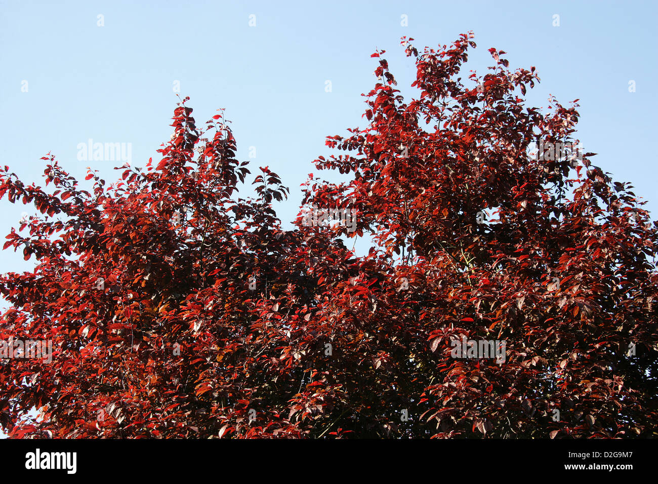 Copper Beech Tree, Fagus sylvatica, Fagaceae. Stock Photo