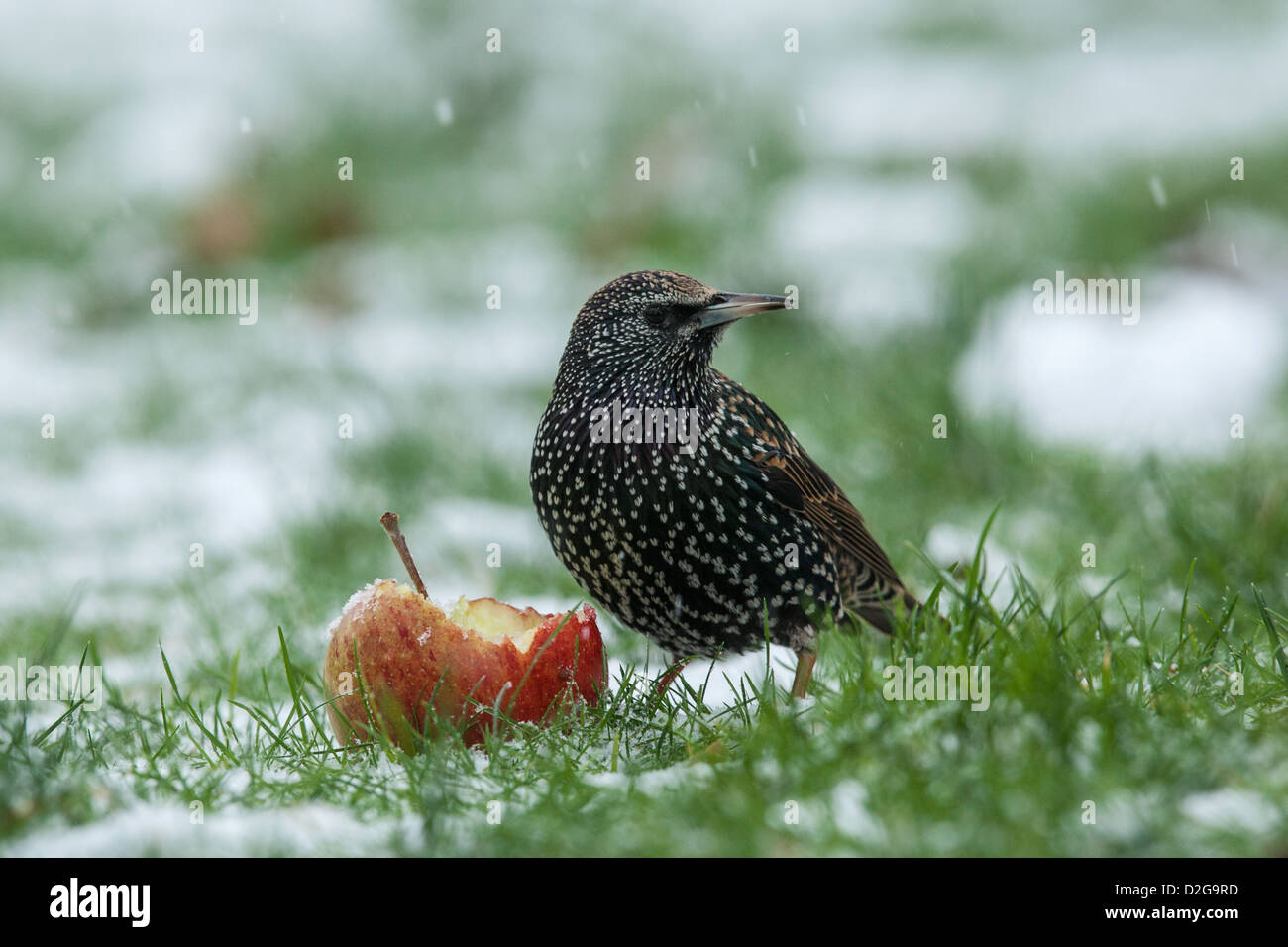 Starling (Sturnus vulgaris) with apple in snow, Cambridgeshire, England Stock Photo