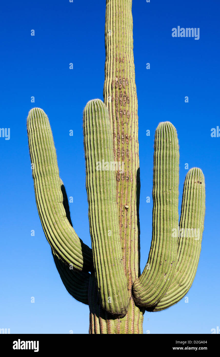 Giant Cactus in Saguaro N.P. , Arizona, USA Stock Photo