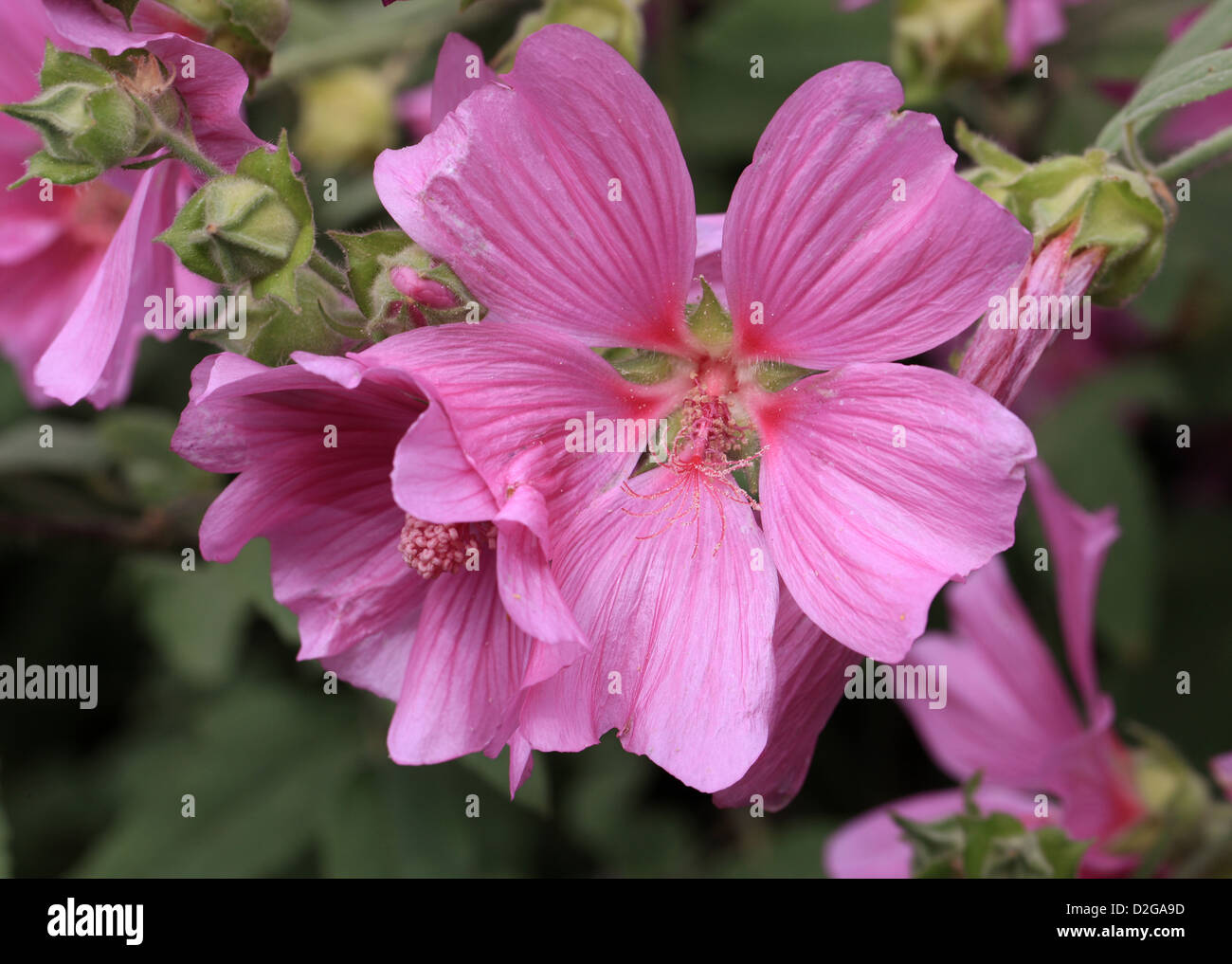 Mallow, Lavatera olbia "Rosea", Malvaceae Stock Photo Alamy
