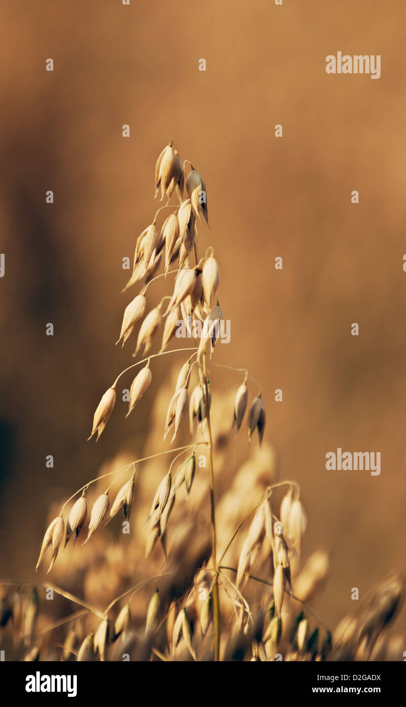 common oat (Avena sativa) Stock Photo