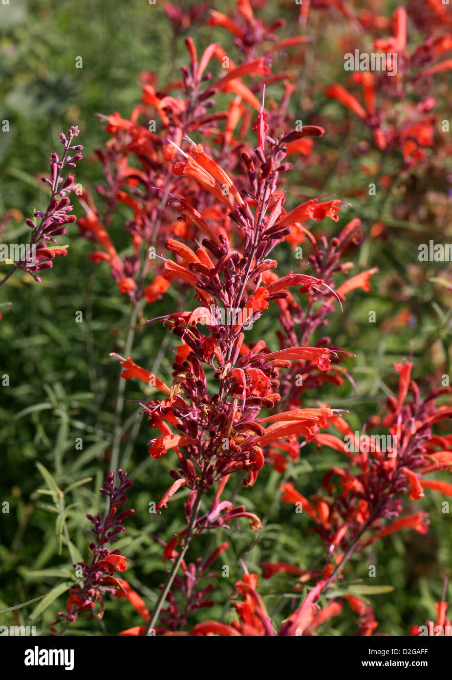Threadleaf Giant Hyssop, Agastache rupestris, Lamiaceae. Aka Licorice