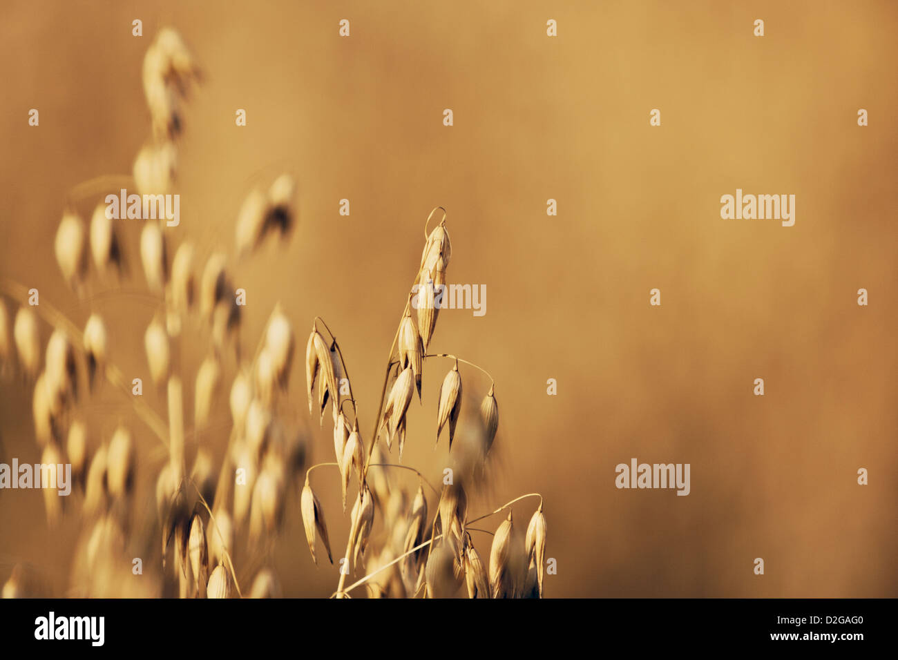 common oat (Avena sativa) Stock Photo