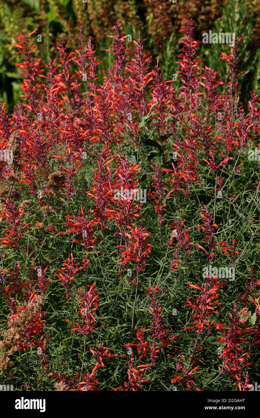 Threadleaf Giant Hyssop, Agastache rupestris, Lamiaceae. Aka Licorice