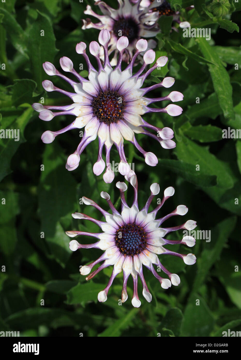 Spoon Daisy, Osteospermum 'Nasinga White', Asteraceae. Introduced from New Zealand. Stock Photo